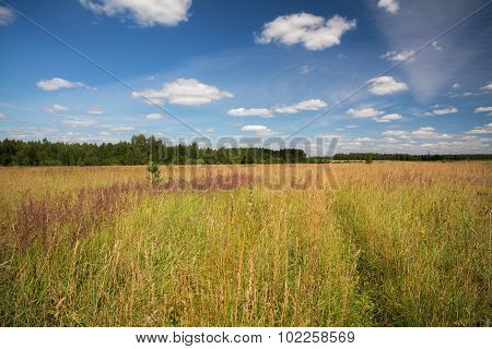 Field