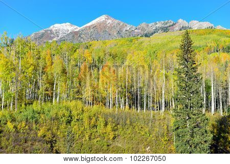 Alpine Scenery Of Yellow And Green Aspen And Snow Covered Mountains During Foliage Season