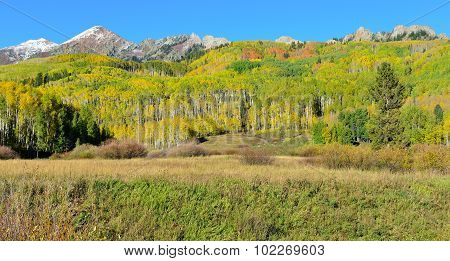 Alpine Scenery Of Yellow And Green Aspen And Snow Covered Mountains During Foliage Season