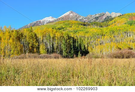 Alpine Scenery Of Yellow And Green Aspen And Snow Covered Mountains During Foliage Season