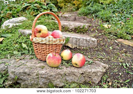 Basket with apples