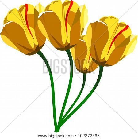 group of tulips flowers