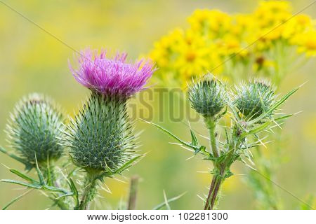 Blooming purple thistle in nature
