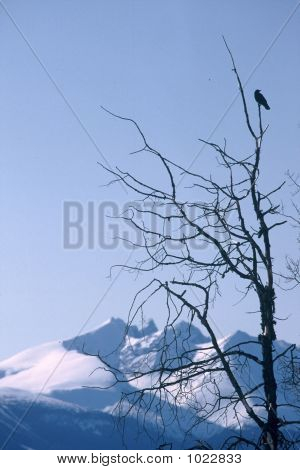 Bleu Mountain Crow