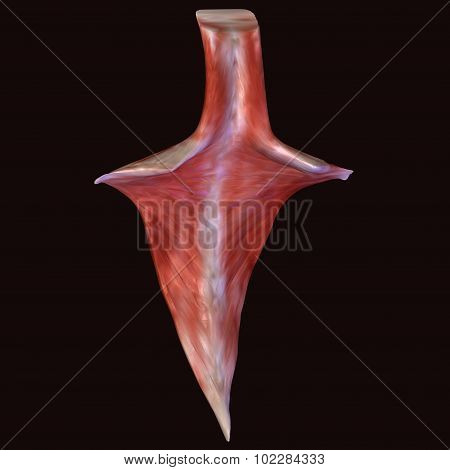 human body muscls
