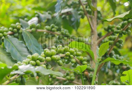 Green Coffee Beans-thailand