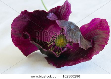 Purple Poppy Bloom On White