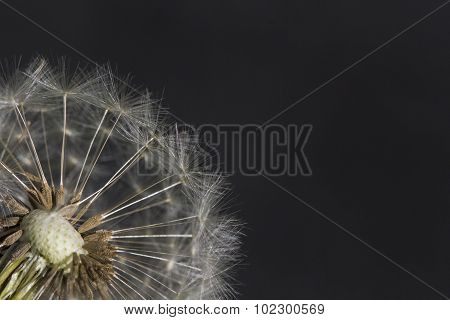 Dandelion Macro