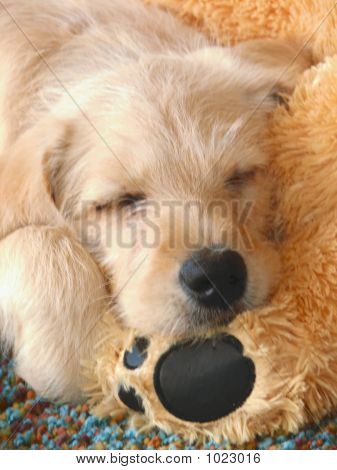 Labordoodle schlafen mit ihrem Spielzeug-bear.so sehr nett.