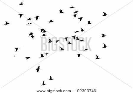 Large Flock Of Shorebirds Silhouetted On A White Background