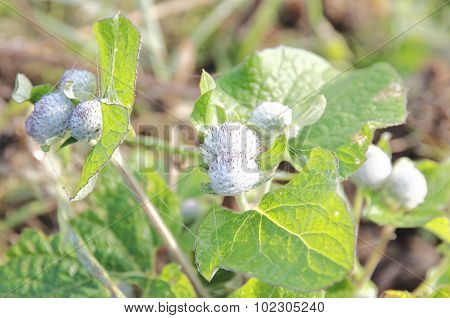 Burdock