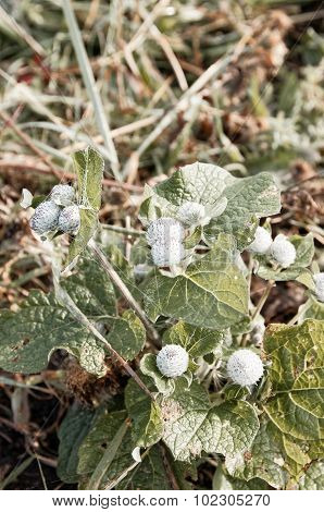 Burdock