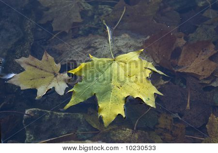 autumn leaf