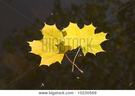 Yellow leaves