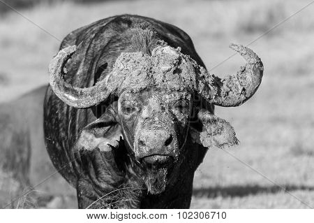 Cape Buffalo Standing In The Open Search For Possible Danger