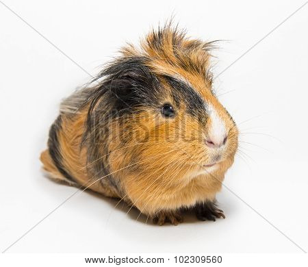 Guinea Pig