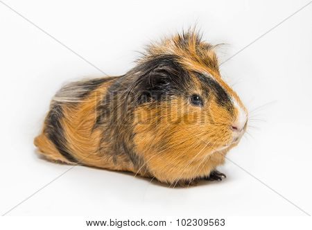 Guinea Pig