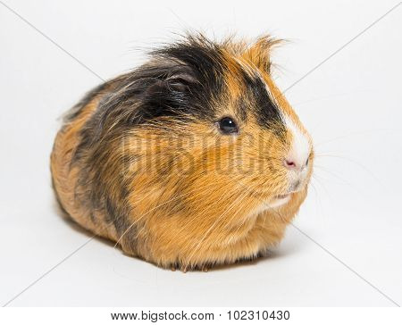 Guinea Pig