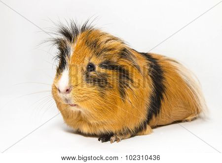 Guinea Pig