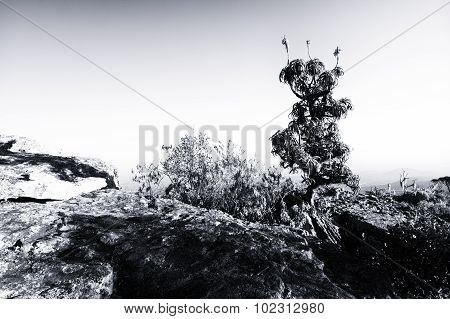 Aloe On High Mountain Rocks Landscape At Sunset With Clear Skies Artistic Conversion
