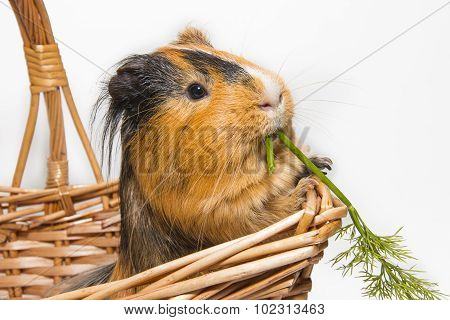 Guinea Pig