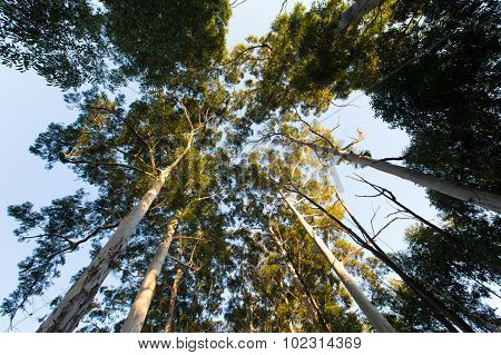 Looking Up Among Very High Eucalyptus Trees