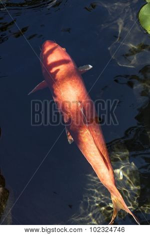 Koi Fish In A Pond