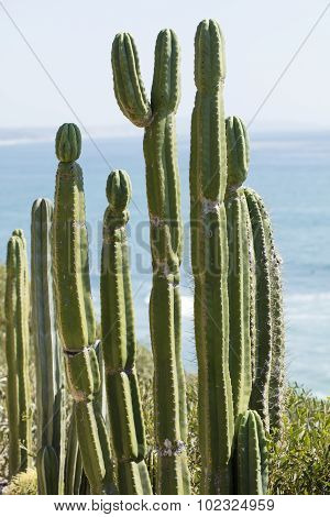 Desert Cactus