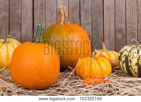Autumn Squash And Pumpkins