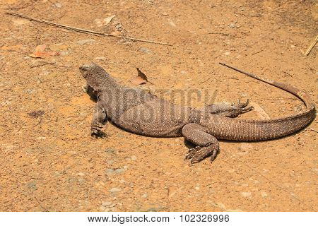 Bengal Monitor Lizard In The Forest