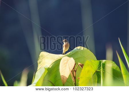 Stonechat Female In Nature