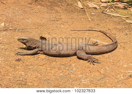 Bengal Monitor Lizard In The Forest