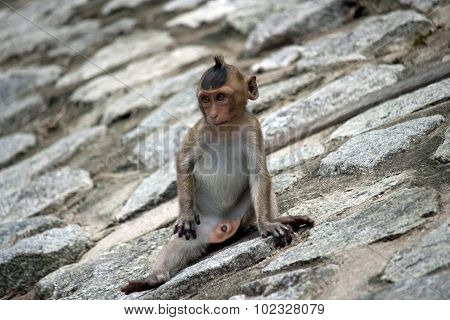 Cute monkeys