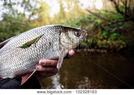 Big orfe in fisherman's hand, toned image