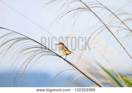Stonechat Female In Nature