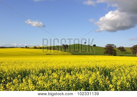 Golden Canola Flowering In Springtime