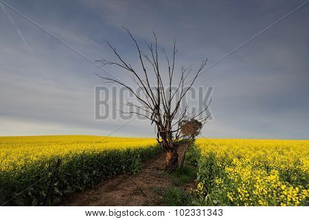 Canola Field In Morning Light