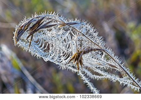 The first frost. Cobwebs on the grass covered with frost