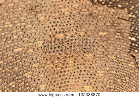 Skin Of Bengal Monitor Lizard