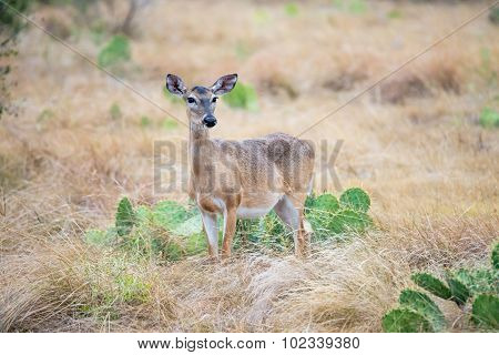 South Texas Doe