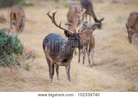 Chocolate Fallow