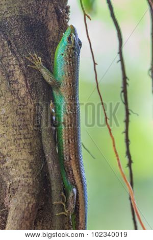 Olive Tree Skink