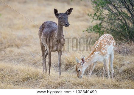 Fallow Mother And Fawn