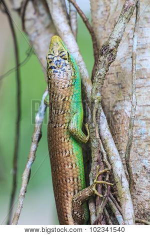 Olive Tree Skink