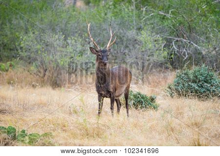 Sika Deer Buck