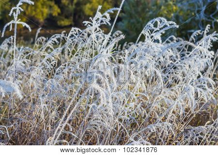The first frost. Autumn landscape with hoarfrost