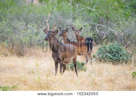 Sika Deer Buck