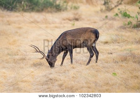 Sika Deer Buck
