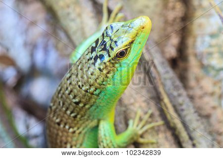Olive Tree Skink