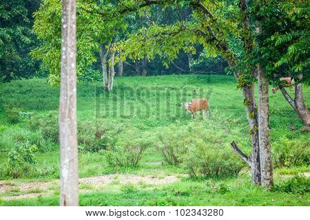 Banteng